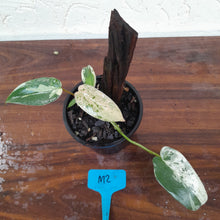Load image into Gallery viewer, #M2 Philodendron Ilsemanii
