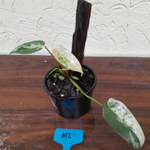 Load image into Gallery viewer, #M2 Philodendron Ilsemanii