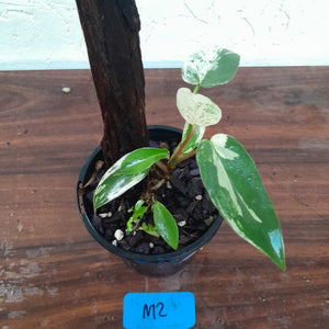 #M2 Philodendron Ilsemanii