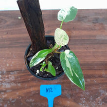 Load image into Gallery viewer, #M2 Philodendron Ilsemanii