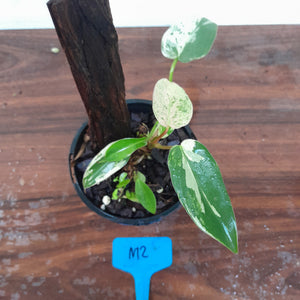 #M2 Philodendron Ilsemanii