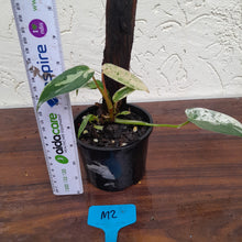 Load image into Gallery viewer, #M2 Philodendron Ilsemanii