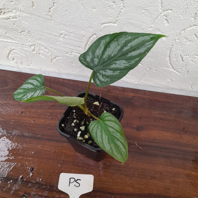 #P5 Philodendron Mamei