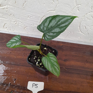 #P5 Philodendron Mamei