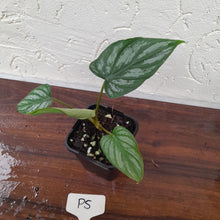Load image into Gallery viewer, #P5 Philodendron Mamei