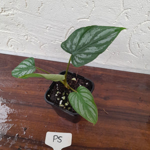 #P5 Philodendron Mamei