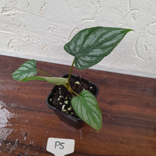 Load image into Gallery viewer, #P5 Philodendron Mamei