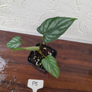 #P5 Philodendron Mamei