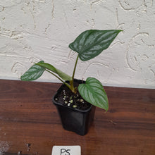 Load image into Gallery viewer, #P5 Philodendron Mamei