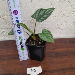 #P5 Philodendron Mamei