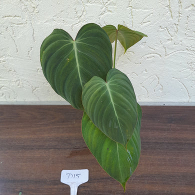 #D15 Philodendron Glorious