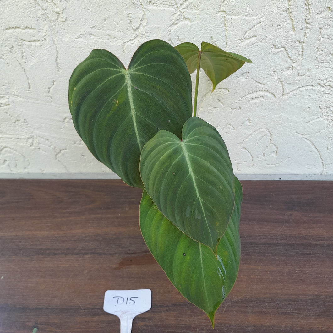 #D15 Philodendron Glorious