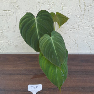 #D15 Philodendron Glorious