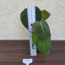 Load image into Gallery viewer, #D15 Philodendron Glorious