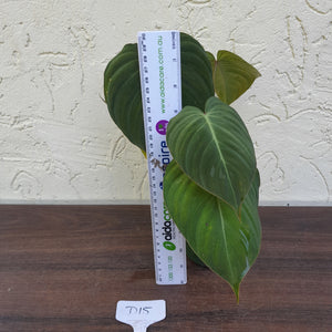 #D15 Philodendron Glorious