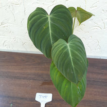 Load image into Gallery viewer, #D15 Philodendron Glorious