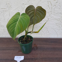Load image into Gallery viewer, #D15 Philodendron Glorious