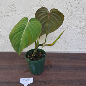 #D15 Philodendron Glorious