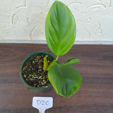 #D20 Philodendron Palaciosii