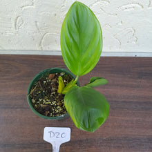 Load image into Gallery viewer, #D20 Philodendron Palaciosii