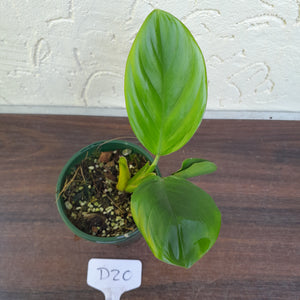 #D20 Philodendron Palaciosii