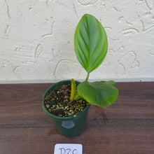 Load image into Gallery viewer, #D20 Philodendron Palaciosii