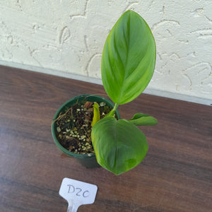 #D20 Philodendron Palaciosii