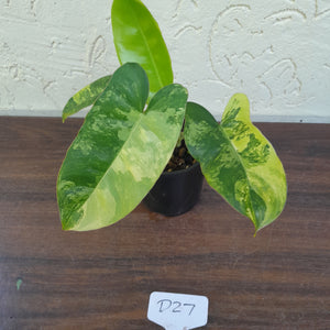 #D27 Variegated Philodendron Burle Marx - Non TC Enliven