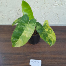 Load image into Gallery viewer, #D27 Variegated Philodendron Burle Marx - Non TC Enliven
