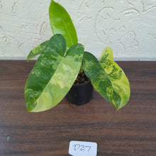 Load image into Gallery viewer, #D27 Variegated Philodendron Burle Marx - Non TC Enliven