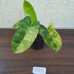 #D27 Variegated Philodendron Burle Marx - Non TC Enliven