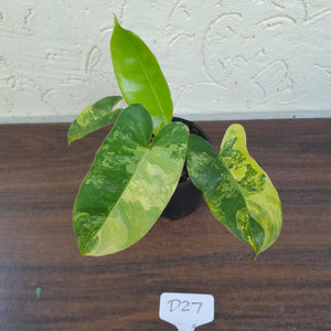 #D27 Variegated Philodendron Burle Marx - Non TC Enliven