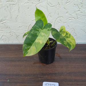 #D27 Variegated Philodendron Burle Marx - Non TC Enliven