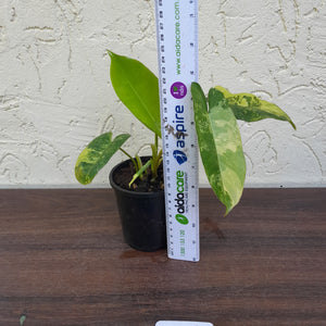#D27 Variegated Philodendron Burle Marx - Non TC Enliven
