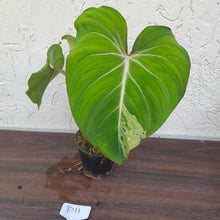 Load image into Gallery viewer, #D11 Variegated Philodendron Gloriosum