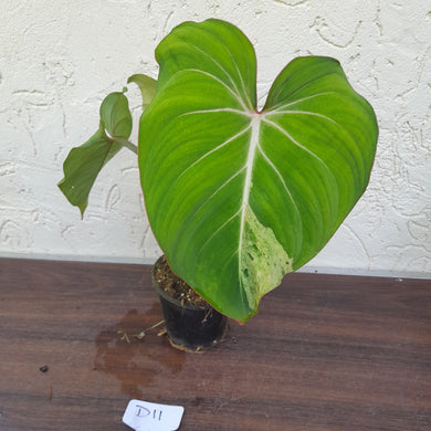 #D11 Variegated Philodendron Gloriosum