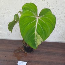 Load image into Gallery viewer, #D11 Variegated Philodendron Gloriosum
