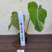 Load image into Gallery viewer, #D11 Variegated Philodendron Gloriosum