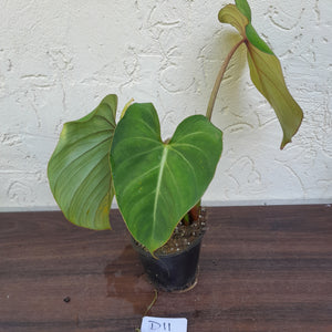 #D11 Variegated Philodendron Gloriosum