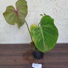 Load image into Gallery viewer, #D11 Variegated Philodendron Gloriosum
