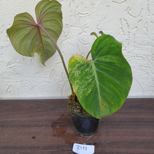 #D11 Variegated Philodendron Gloriosum