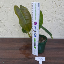 Load image into Gallery viewer, #D60 Philodendron Sharoniae