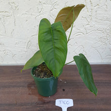 Load image into Gallery viewer, #D60 Philodendron Sharoniae