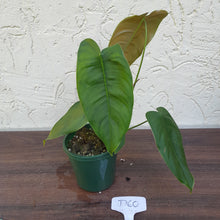 Load image into Gallery viewer, #D60 Philodendron Sharoniae