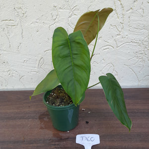 #D60 Philodendron Sharoniae