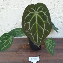 Load image into Gallery viewer, #D74 Thick Veined Anthurium Forgetii x - With Pup