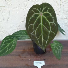 Load image into Gallery viewer, #D74 Thick Veined Anthurium Forgetii x - With Pup