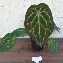 Load image into Gallery viewer, #D74 Thick Veined Anthurium Forgetii x - With Pup