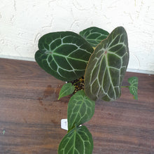 Load image into Gallery viewer, #D74 Thick Veined Anthurium Forgetii x - With Pup