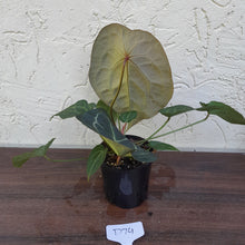 Load image into Gallery viewer, #D74 Thick Veined Anthurium Forgetii x - With Pup